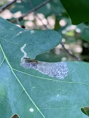 Coptotriche castaneaeella