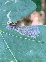 Coptotriche castaneaeella