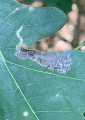 Coptotriche castaneaeella