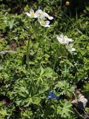 Anemonastrum fasciculatum