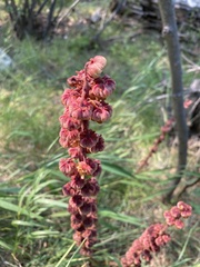 Pterospora andromedea