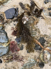 Stephanocystis