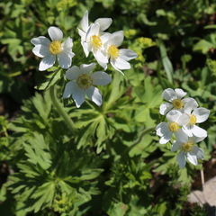 Anemonastrum fasciculatum