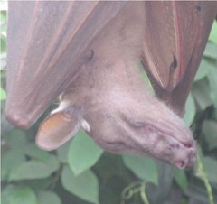 Pteropodidae