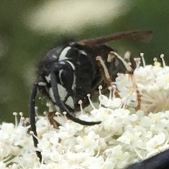Dolichovespula arctica