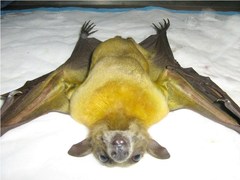 Pteropodidae