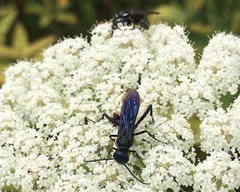 Dolichovespula arctica