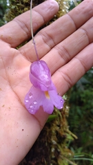 Utricularia endresii