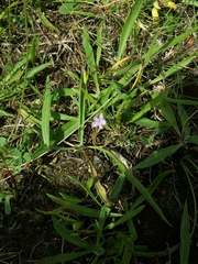 Petrorhagia prolifera