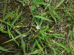 Petrorhagia prolifera