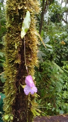 Utricularia endresii