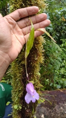Utricularia endresii