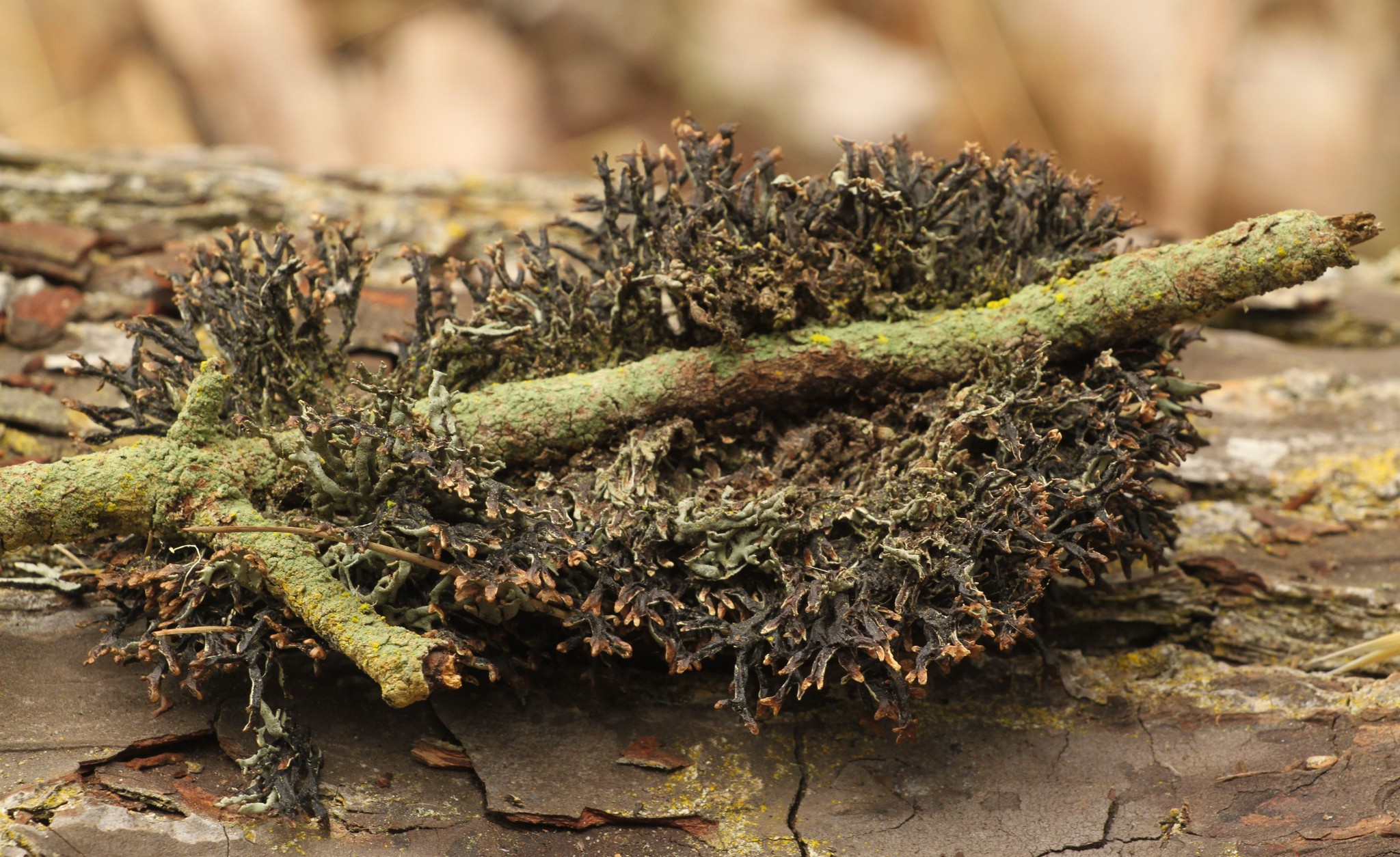 Hypogymnia heterophylla image