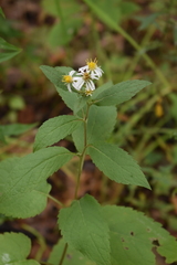 Eurybia furcata