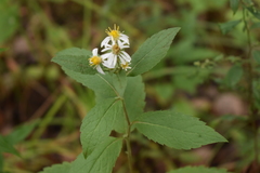 Eurybia furcata