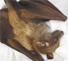 Pteropodidae