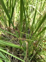 Carex praeceptorum