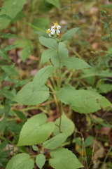 Eurybia furcata