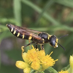 Philanthus solivagus