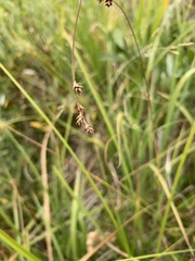 Carex praeceptorum