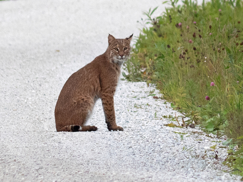 Bobcat, photo 7 of 8