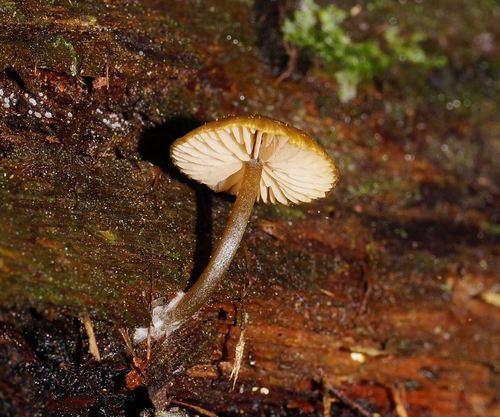 Entoloma readiae image