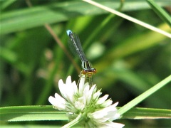 Enallagma antennatum