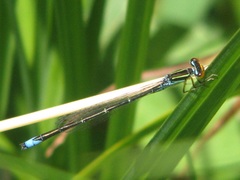 Enallagma antennatum