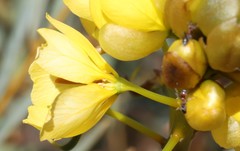Senna pleurocarpa