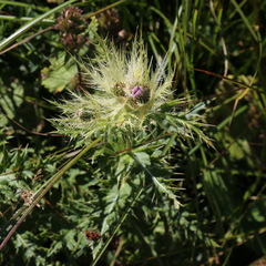 Cirsium obvallatum