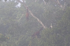 Alouatta seniculus puruensis
