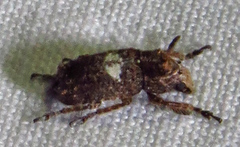 Toxonotus cornutus