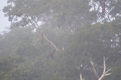 Alouatta seniculus puruensis