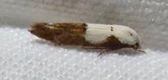 Mompha circumscriptella