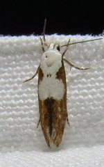Mompha circumscriptella