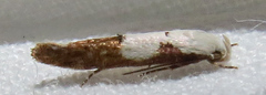Mompha circumscriptella