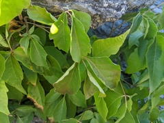 Toxicodendron rydbergii