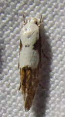 Mompha circumscriptella