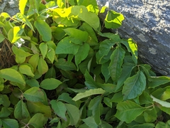 Toxicodendron rydbergii