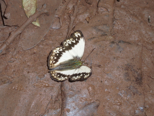 Herminia Glider