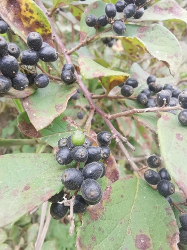 Symplocos paniculata iNat (2)
