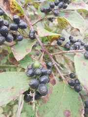 Symplocos paniculata