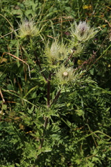 Cirsium obvallatum