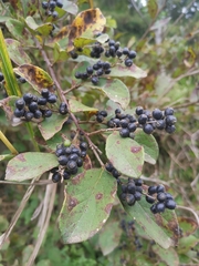 Symplocos paniculata