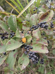 Symplocos paniculata