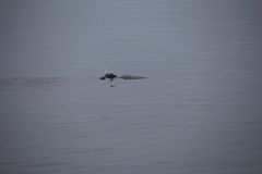 Phocoena phocoena phocoena