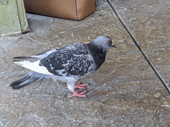 Columba livia