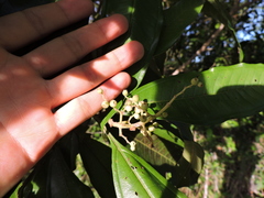 Miconia trinervia