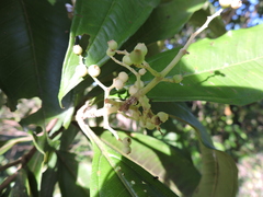 Miconia trinervia