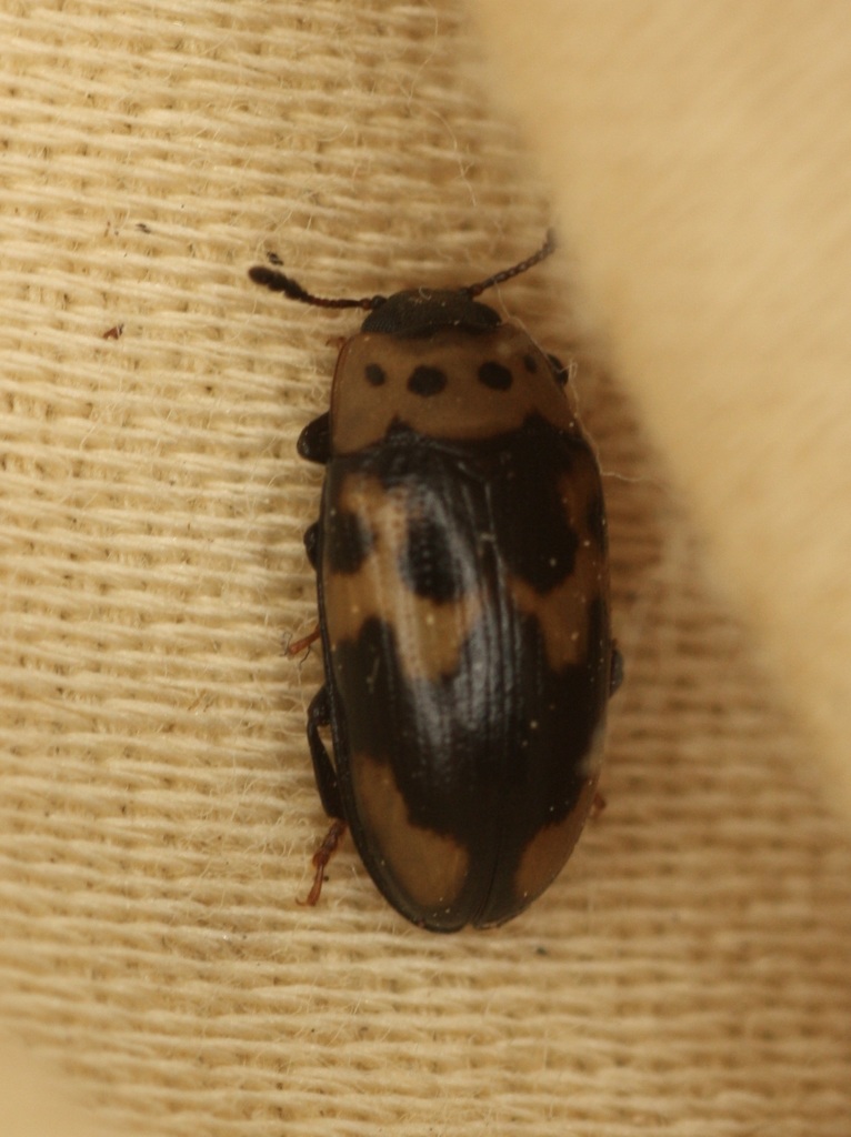 Four-spotted Fungus Beetle
